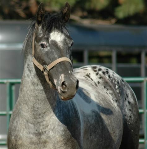 Pintaloosa Registration .